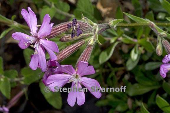 silene fruticosa 4 graphic